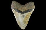 Megalodon Tooth - North Carolina #86968-2